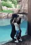 bear-jump 1.gif