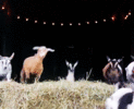 tumblr_n7diyolQCU1r7yxrco1_250.gif