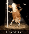 cow pole-dance-pole-dancing.gif