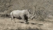 rhino-charging-rhino-running.gif