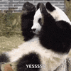 panda-love.gif