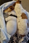 Dogs.jpg