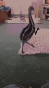 IMG_8438.gif