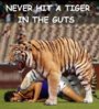 tiger in guts.jpg