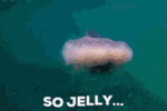 sojelly.gif