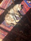 IMG_1301.jpeg