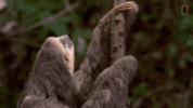 sloth-climbing-eagles-have-to-eat-too.gif