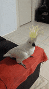 IMG_1678.gif