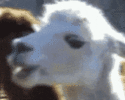 200(8).gif
