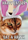 cat bunny ears Easter.jpg