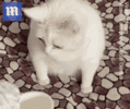 1745229500755.gif