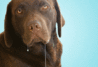 Drooling Labrador.gif