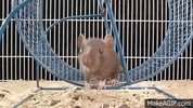 1745757492176.gif