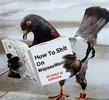 pigeonWW19.png