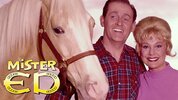 Mister Ed.jpg