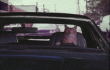 Cat Driving.gif