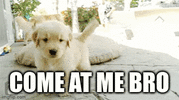 puppy.gif
