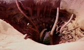 1000033089.gif