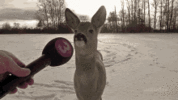 deer-snow.gif