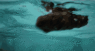 IMG_1208.gif
