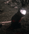 1748505715930.gif