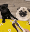 pugs-アズpug-fight-2.gif