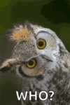 1749550654533.gif