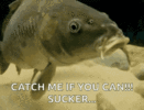 carp-fishing.gif