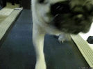 pug-works-off-the-pounds.gif