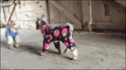 baby goats.gif