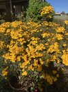 IMG_1384.jpeg