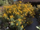 IMG_1383.jpeg