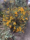 IMG_1410.jpeg