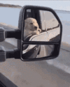 rear vision mirror.gif
