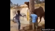 xSP-4N.gif