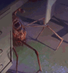 1751367142488.gif