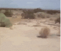 IMG_4894.gif