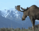 moose-nature.gif