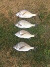 IMG_7187.jpeg