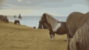 IMG_0299.gif