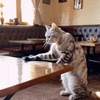 cleaning-cat.gif