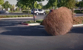 tumbleweed.gif