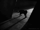 cat in dark alley.gif