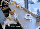 coffee-lazy.gif