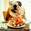 english-bulldog-eating-breakfast.jpg