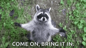 raccoon-hug.gif