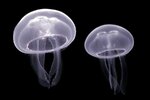 moon-jellyfish.jpg