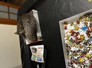 IMG_6332.jpeg