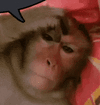 monkey-worried-monkey-speech-bubble.gif
