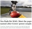 dogs.jpg